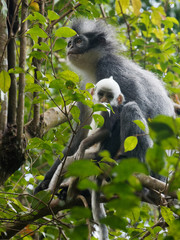 Thomas-Languren-Weibchen mit Jungtier im Urwald auf Sumatra 
