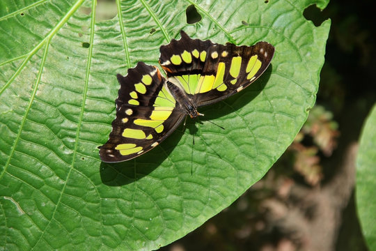 The Malachite Siproeta stelenes green & black butterfly sitting on a large green leaf, Roatan, Honduras, Central America.