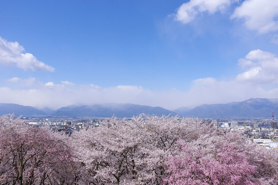 弘法山古墳の桜