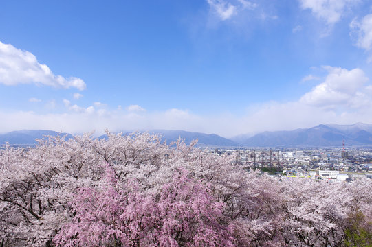 弘法山古墳の桜
