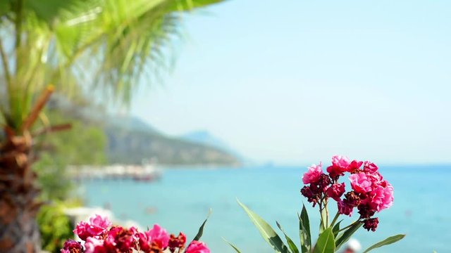 Turkey - August 2017: Tropical summer landscape with beach. Flowers and palm on first plan and sea, mountains and blue sky on background