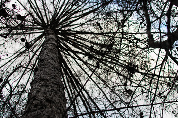 The tree looks like umbrella