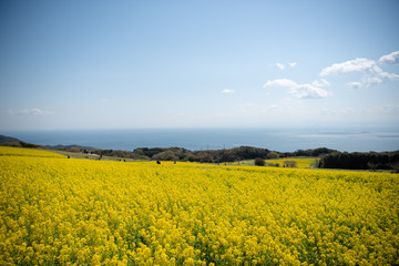 Obraz premium 菜の花畑