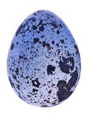 single blue spotted egg isolated on white