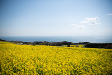 Fototapeta premium 菜の花畑