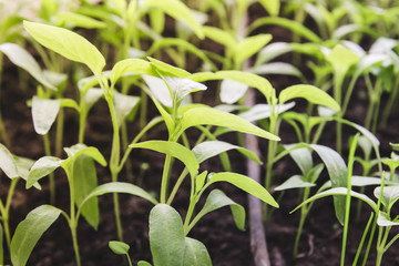 Young small green shoots grow from the ground, close-up