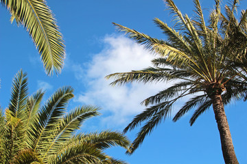 Fototapeta premium palm tree and palm leaves, blue sky