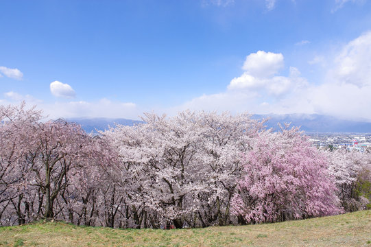 弘法山古墳の桜