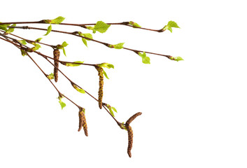 Birch branch with catkins and fresh green leaves isolated on white