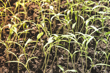Young small green sprouts grow from the ground in a greenhouse with artificial light and incubator