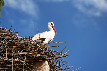 Stork has made his nest on a monument. People do not remove it. Central Balkan - Bulgaria.