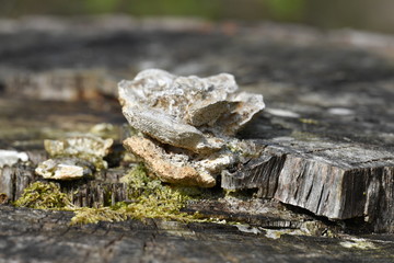 Fungus on a tree