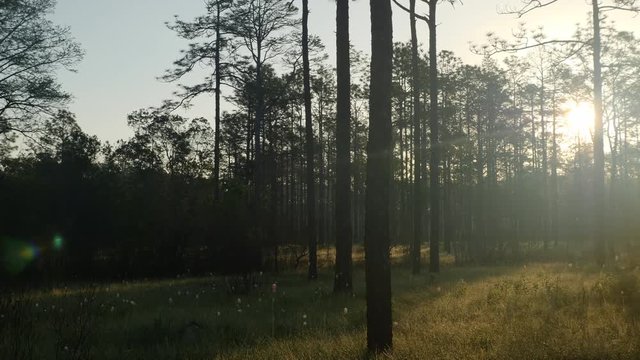 4K Sun Shines Through Pine Flatwoods Habitat