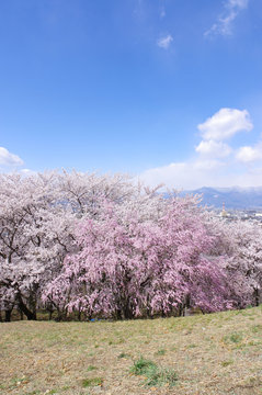 弘法山古墳の桜