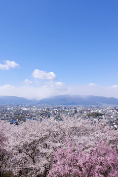 弘法山古墳の桜