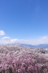 弘法山古墳の桜