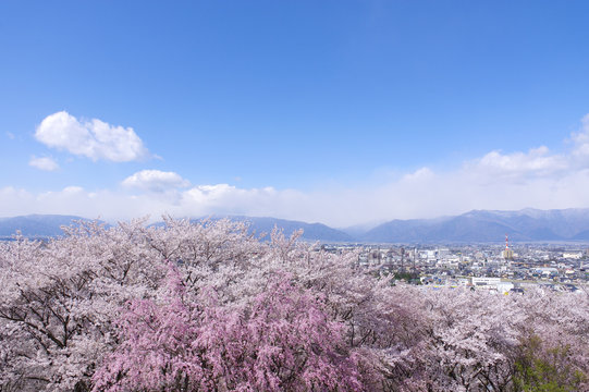 弘法山古墳の桜