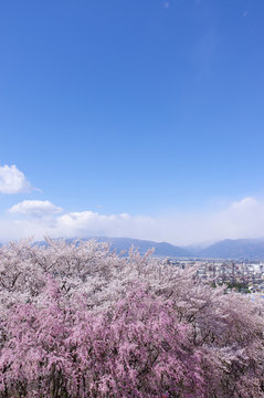 弘法山古墳の桜
