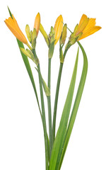 yellow isolated small lily flower bunch