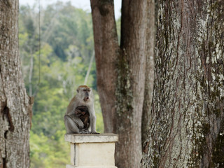 Makaken-Mutter mit Kind in einem Park in Bukittinggi, Sumatra 