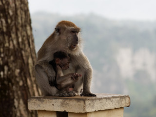 Makaken-Mutter mit Kind  in einem Park in Bukittinggi, Sumatra 