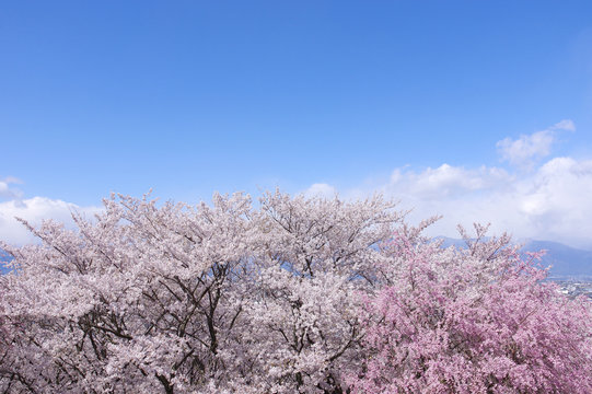 弘法山古墳の桜