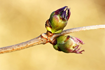 Bud blooming.