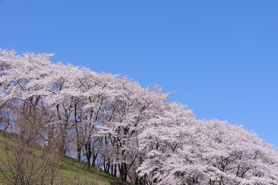 弘法山古墳の桜