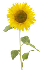 single large isolated sunflower