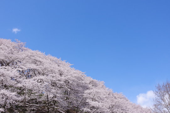 弘法山古墳の桜