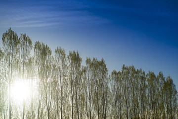 Row of poplars against the light
