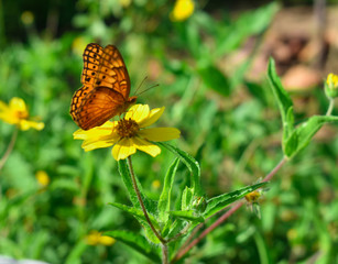 pousando na flor do campo