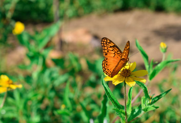na cor amarela minha borboleta