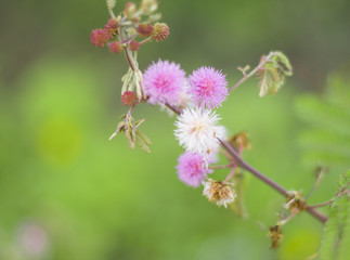 flores e borboletas do campo