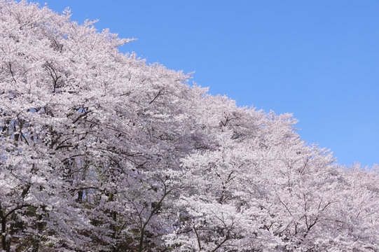 弘法山古墳の桜
