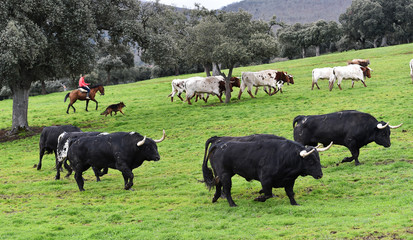 toros en ganaderia en españa