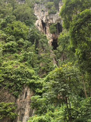 Close up of rock slope with trees and green foliage