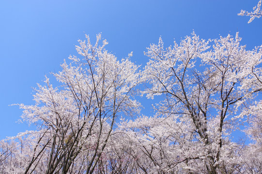 弘法山古墳の桜