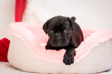 Puppy dog Cane Corso is lying in a stove
