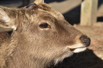 奈良公園の鹿