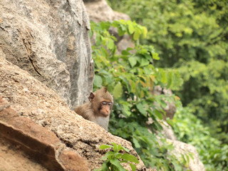monkey is sitting on the stone