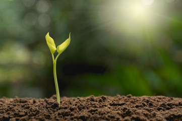 Green young plant growing in soil on nature background