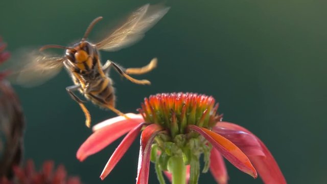 Big wasp hornet observe and take off red pink flower beautiful nature