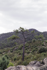 tall and lonely pine tree in the middle of a green mountain in summer
