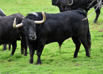 bull in green landcape in spain