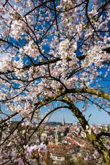 Kirschblüte über der Stadt Bern, Schweiz