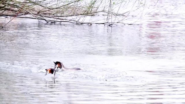 in the park of the city there is a grebe on the water
