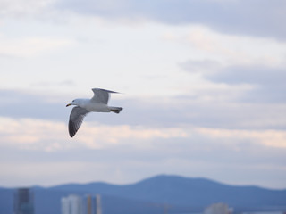 Flying seagull over city.