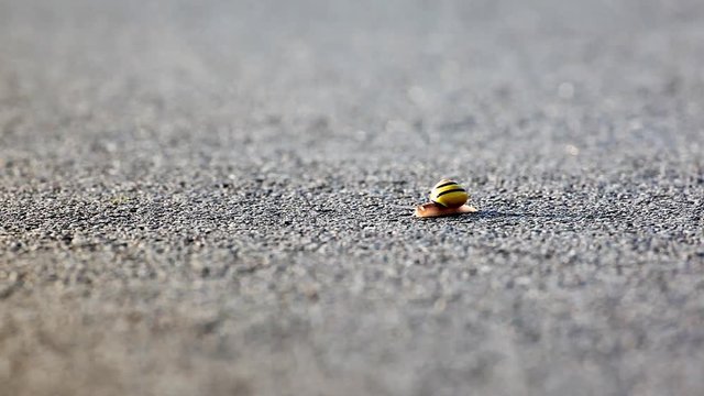 on an early morning this snail on the asphalt is looking for fresh food
