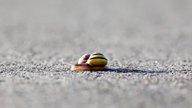 on an early morning this snail on the asphalt is looking for fresh food
